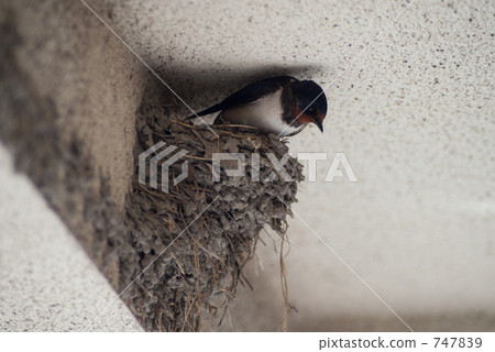 Swallow embarking from the nest Swallow embarking from the nest 747839