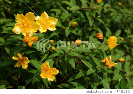 hypericum calycinum, bloom, blossom 748159