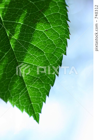 fresh young leafe, young leafe, tender green 748312