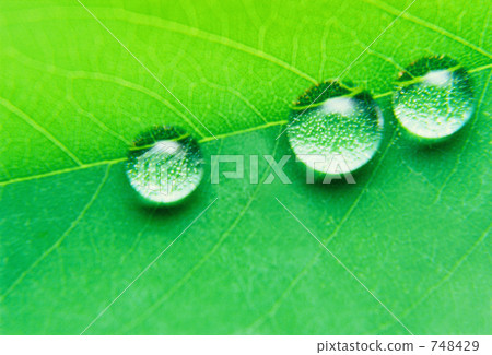 Leaves and water drops Leaves and water drops 748429