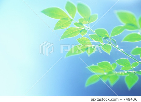 葉子和水滴 748436