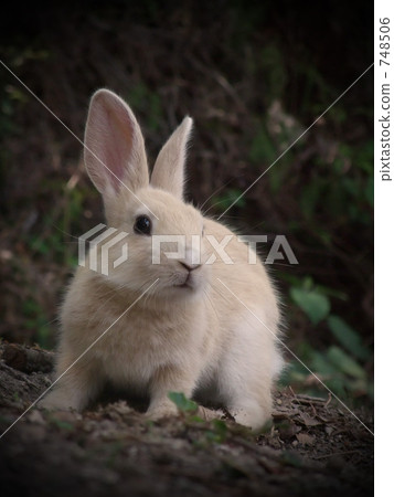 Rabbit on Okunojima 1 Rabbit on Okunojima 1 748506