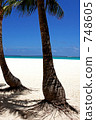 棕櫚樹的根 748605