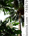 熱帶花卉 748679