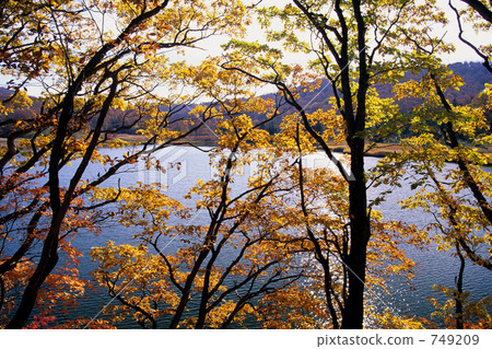 秋天的八幡平大沼 749209