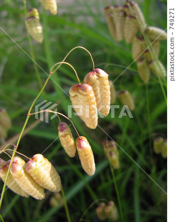 Madder beetle Madder beetle 749271