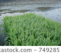 Before rice planting 749285