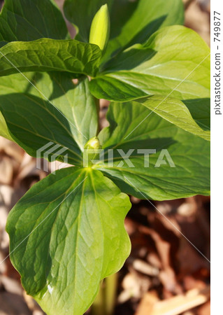 Ooba nano enlivis 749877