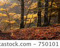 秋天，山毛櫸落葉 750101