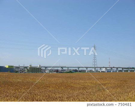 Barley 750481