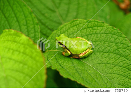 Japanese black frog on leaves of Koshi 750759