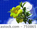 Plumeria 750865