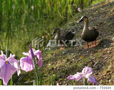 鴨子和鳶尾花 鴨子和鳶尾花 750884