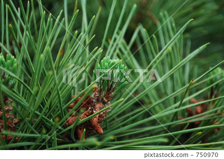 Evergreen 750970