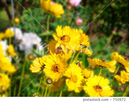 Bees 2 750972