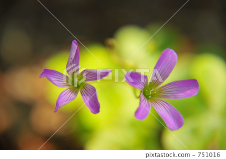 Small flowers in the shrine Small flowers in the shrine 751016