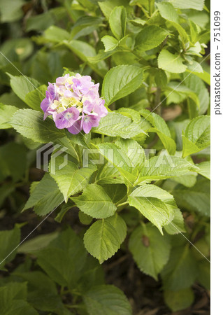 Hydrangea wheel Hydrangea wheel 751099
