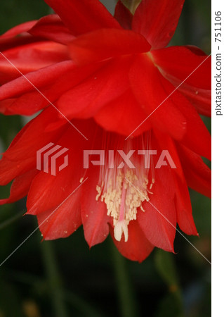 Peacock cactus flower red Peacock cactus flower red 751106