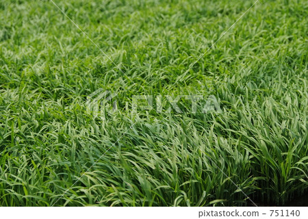 水稻幼苗 水稻幼苗 751140