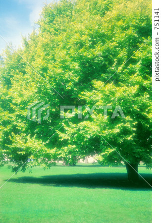 一棵大樹在公園裡 一棵大樹在公園裡 751141