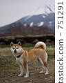 Shiba Inu和Ontakeyama 751291