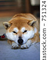 Shiba Inu表現良好 751324