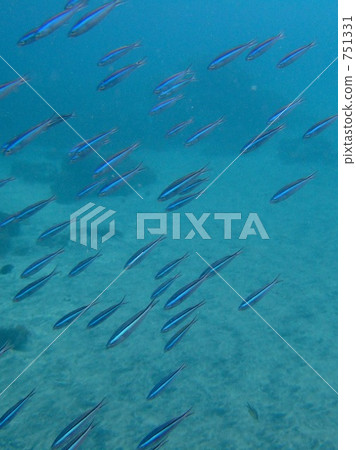 Nusa Penida海（牧群） 751331