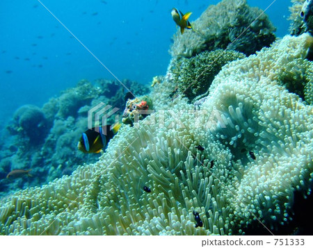 Nusa Penida海(海葵魚) Nusa Penida海(海葵魚) 751333