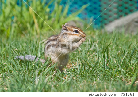 squirrel, squirrels, chipmunk 751361