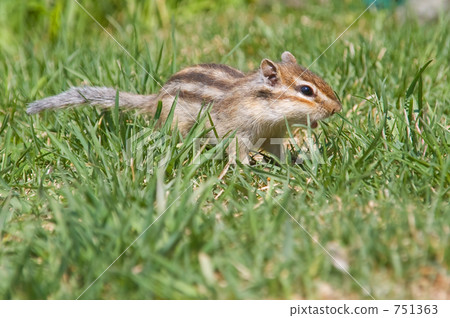 squirrel, squirrels, chipmunk 751363
