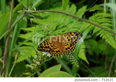 Oohra Gin Hyumon 751615