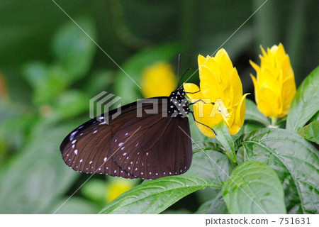 Tsumura Maki Madara 751631