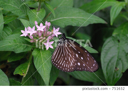 Tsumura Maki Madara Tsumura Maki Madara 751632