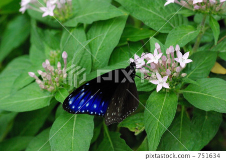 Tsumura Maki Madara Tsumura Maki Madara 751634