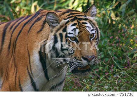 Tiger of Tama Animal Park Tiger of Tama Animal Park 751736