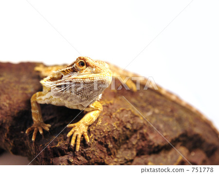 My home lizard bearded lizard 751778