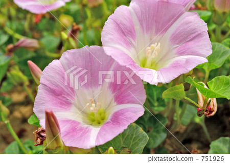 Hummingbird of sand dunes 2 Hummingbird of sand dunes 2 751926