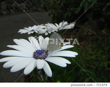 Kuromadara Sautezu Shizimi 751979