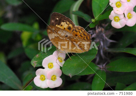 Taiwan Kitty Madara 751980