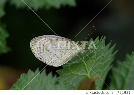 Krotens chum salmon Krotens chum salmon 751981
