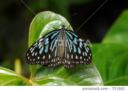 Ryukyu Asagi Madara 751982