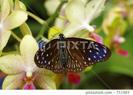 Tsumura Maki Madara 751985