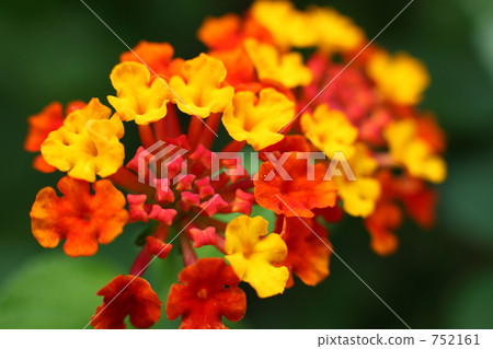 lantana, bloom, blossom 752161