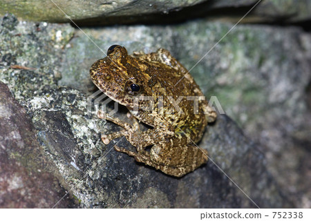 Red-headed frog 752338