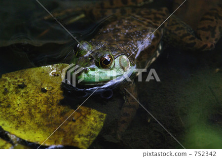 牛蛙 752342