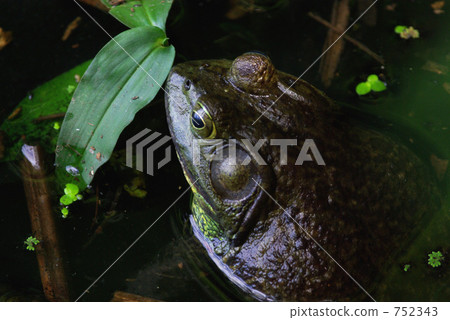 牛蛙 牛蛙 752343