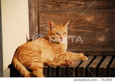 貓在邊緣 752908