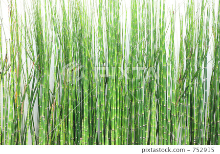 白牆前的草 白牆前的草 752915