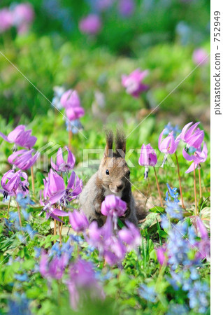 Flower garden Flower garden 752949