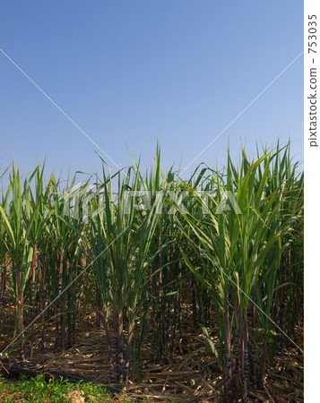 Sugarcane field Sugarcane field 753035
